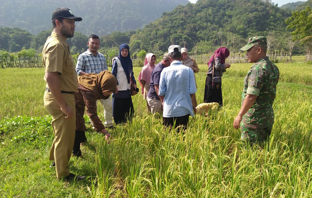 BABINSA DAN ROMBONGAN DIRJEN KEMENTAN TINJAU LAHAN PERTANIAN GAMPONG LAMBARO NEJID