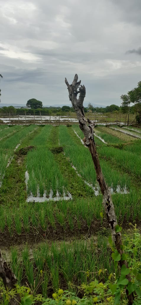 LAHAN PERTANIAN BAWANG MERAH DI GAMPONG LAMBARO NEJID KECAMATAN PEUKAN BADA.